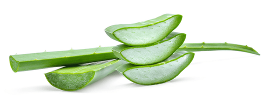 Aufgeschnittene Aloe-Vera-Blätter mit Blick auf das Gewebe, dass das Aloe-Gel enthält