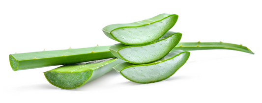 Aufgeschnittene Aloe-Vera-Blätter mit Blick auf das Gewebe, dass das Aloe-Gel enthält
