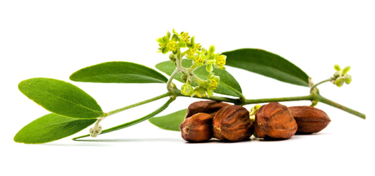 Zweig des Strauches von Simmondsia chinensis mit ölhaltigen Samen