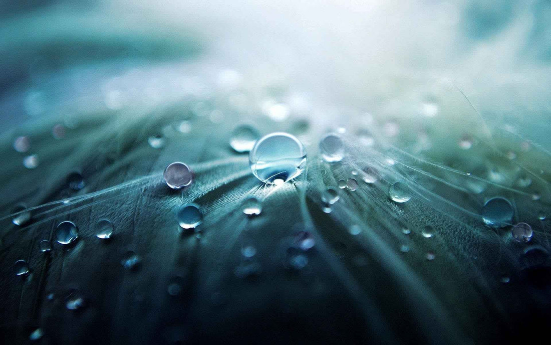 Nahaufnahme von Wassertropfen auf einem Blatt/Lotuseffekt
