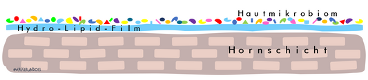 Grafische Darstellung der Hautbarriere und des Hydro-Lipid-Films zum Schutz der Haut