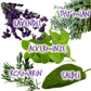 Fotos der fünf 5 Bio-Kräuter Salbei, Minze, Thymian, Lavendel und Rosmarin, die im Kräutershampoo von wasserundoel drin sind.