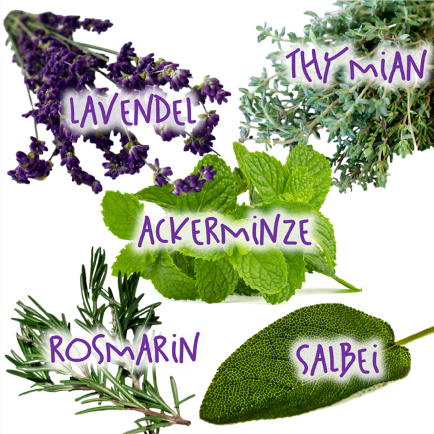 Fotos der fünf 5 Bio-Kräuter Salbei, Minze, Thymian, Lavendel und Rosmarin, die im Kräutershampoo von wasserundoel drin sind.