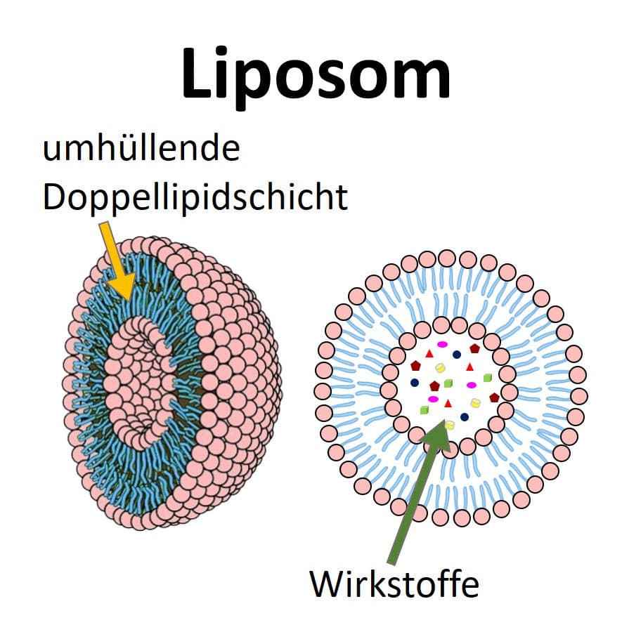 Grafik, die Aufbau und Funktion von Liposomen erklärt